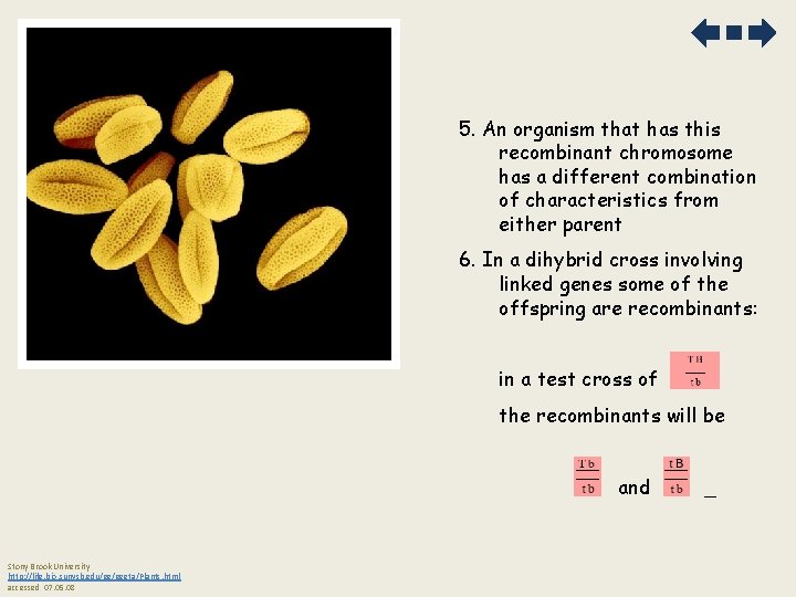 5. An organism that has this recombinant chromosome has a different combination of characteristics