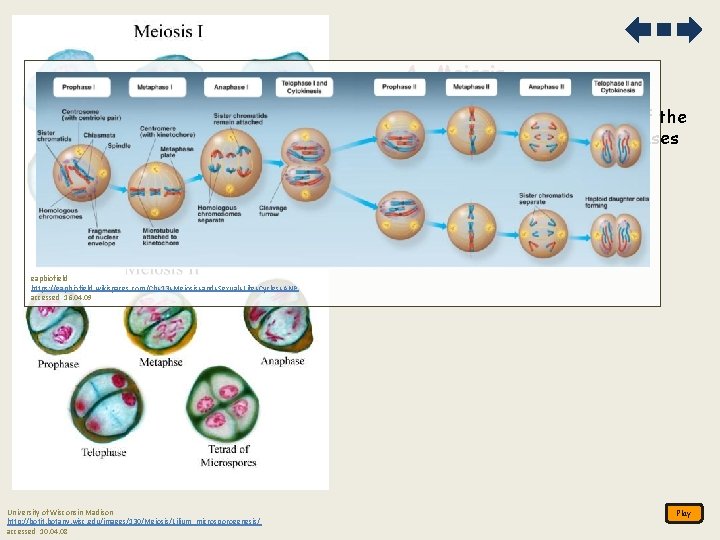 A. Meiosis 1. Describe the behaviour of the chromosomes in the phases of meiosis_