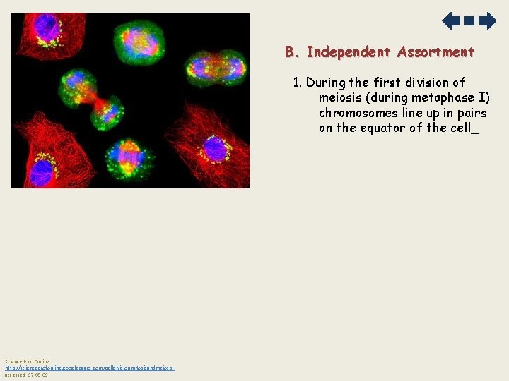 B. Independent Assortment 1. During the first division of meiosis (during metaphase I) chromosomes
