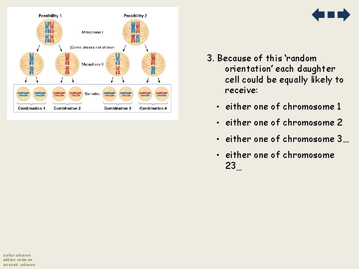 3. Because of this ‘random orientation’ each daughter cell could be equally likely to