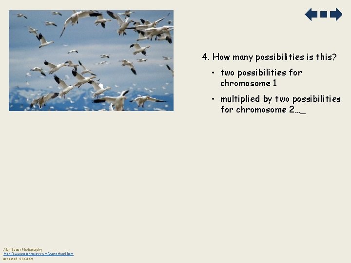 4. How many possibilities is this? • two possibilities for chromosome 1 • multiplied