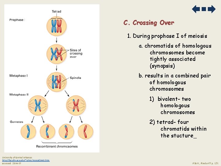 C. Crossing Over 1. During prophase I of meiosis a. chromatids of homologous chromosomes