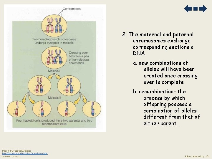 2. The maternal and paternal chromosomes exchange corresponding sections o DNA a. new combinations