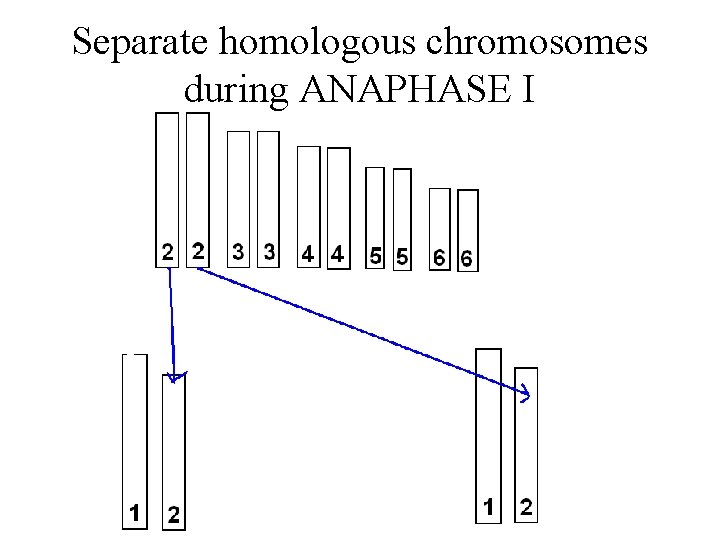 Separate homologous chromosomes during ANAPHASE I 