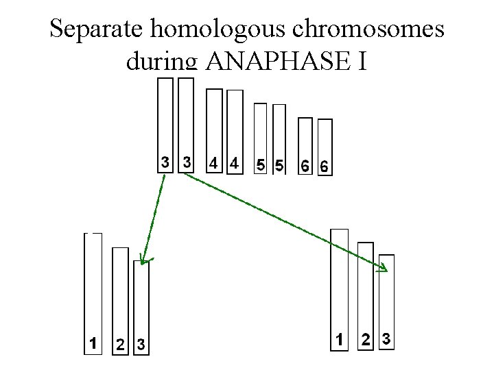 Separate homologous chromosomes during ANAPHASE I 