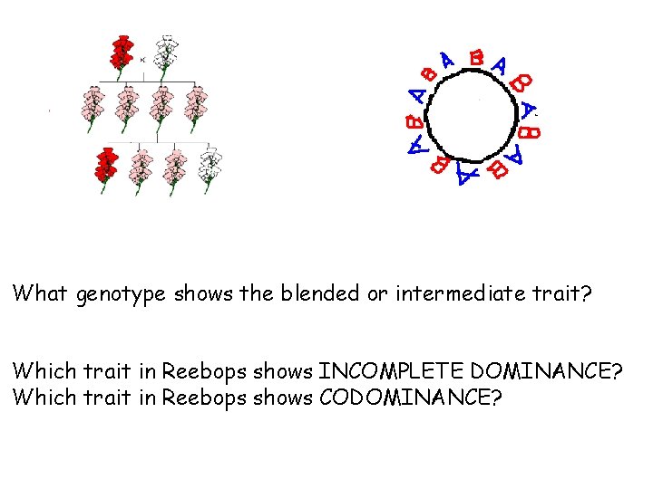 What genotype shows the blended or intermediate trait? Which trait in Reebops shows INCOMPLETE