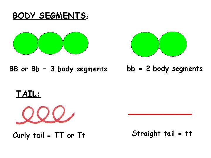 BODY SEGMENTS: BB or Bb = 3 body segments bb = 2 body segments