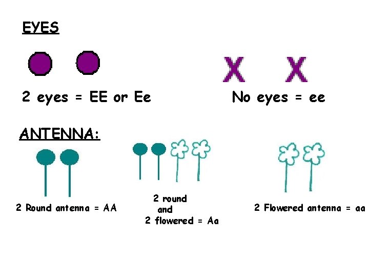EYES 2 eyes = EE or Ee No eyes = ee ANTENNA: 2 Round