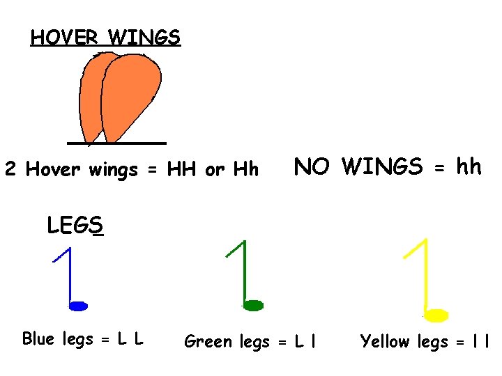 HOVER WINGS 2 Hover wings = HH or Hh NO WINGS = hh LEGS