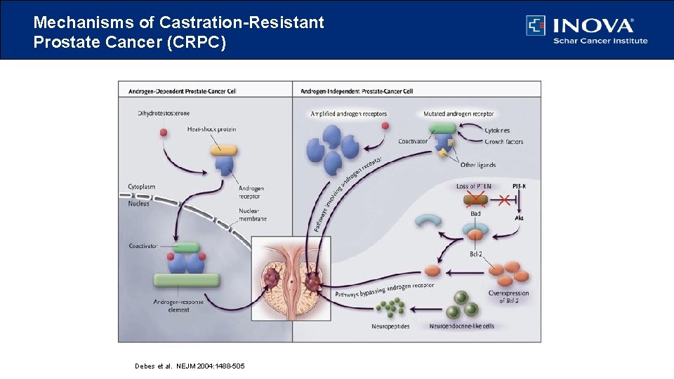 Mechanisms of Castration-Resistant Prostate Cancer (CRPC) Debes et al. NEJM 2004: 1488 -505 