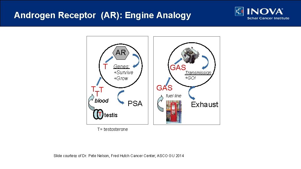 Androgen Receptor (AR): Engine Analogy prostate cell T car/auto AR Genes: +Survive +Grow Transmission