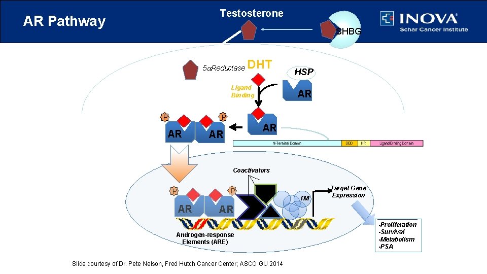 Testosterone AR Pathway SHBG 5 a. Reductase DHT Ligand Binding AR P P Dimerization