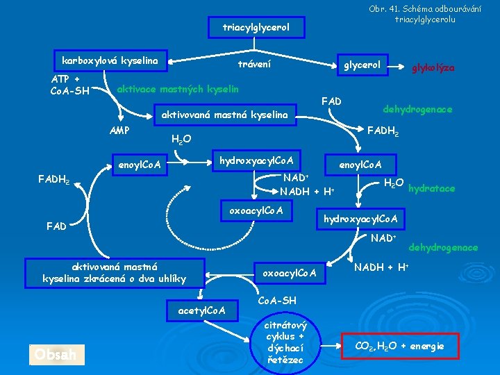 Obr. 41. Schéma odbourávání triacylglycerolu triacylglycerol karboxylová kyselina ATP + Co. A-SH trávení glycerol