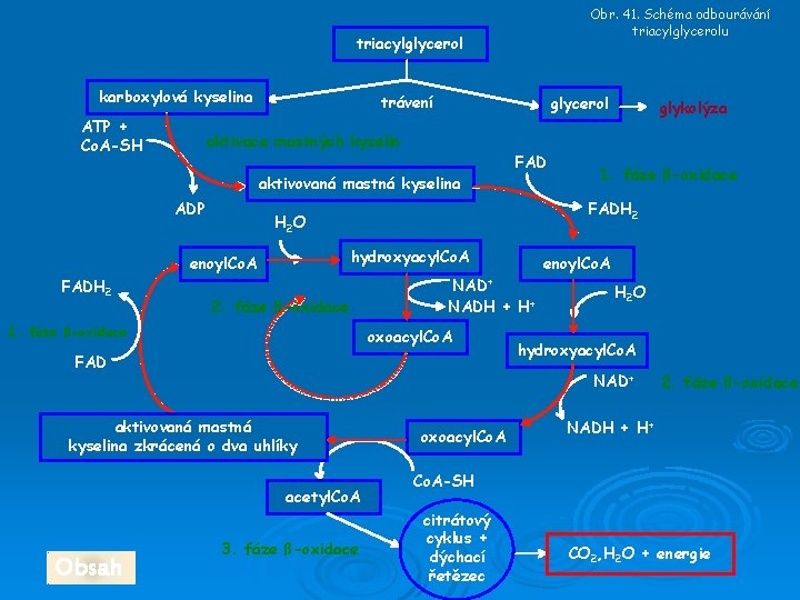 Obr. 41. Schéma odbourávání triacylglycerolu triacylglycerol karboxylová kyselina ATP + Co. A-SH trávení glycerol