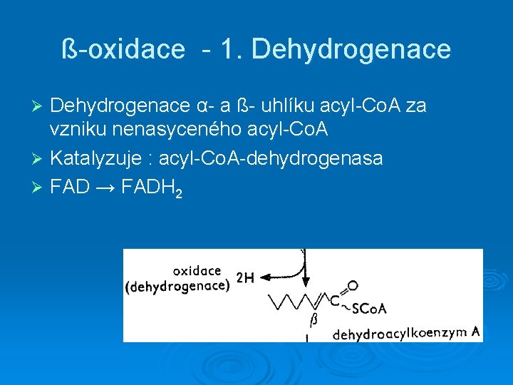 ß-oxidace - 1. Dehydrogenace α- a ß- uhlíku acyl-Co. A za vzniku nenasyceného acyl-Co.