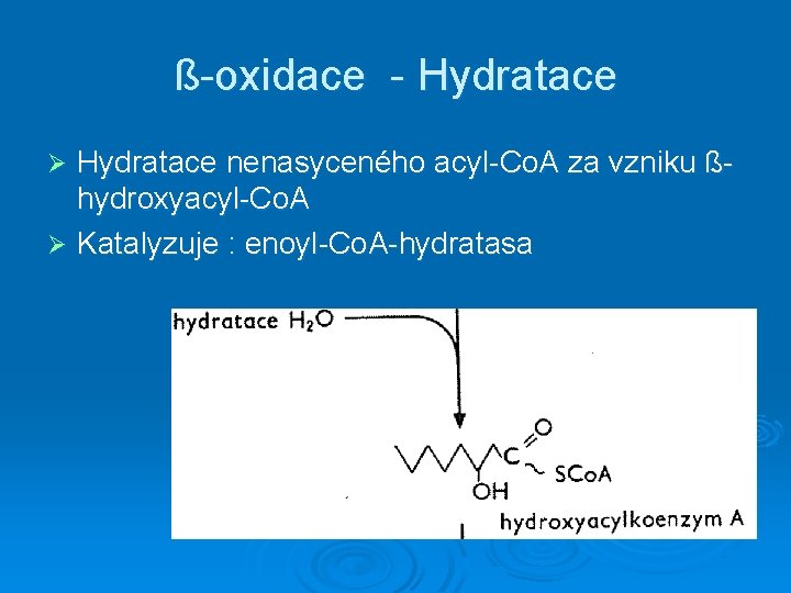 ß-oxidace - Hydratace nenasyceného acyl-Co. A za vzniku ßhydroxyacyl-Co. A Ø Katalyzuje : enoyl-Co.