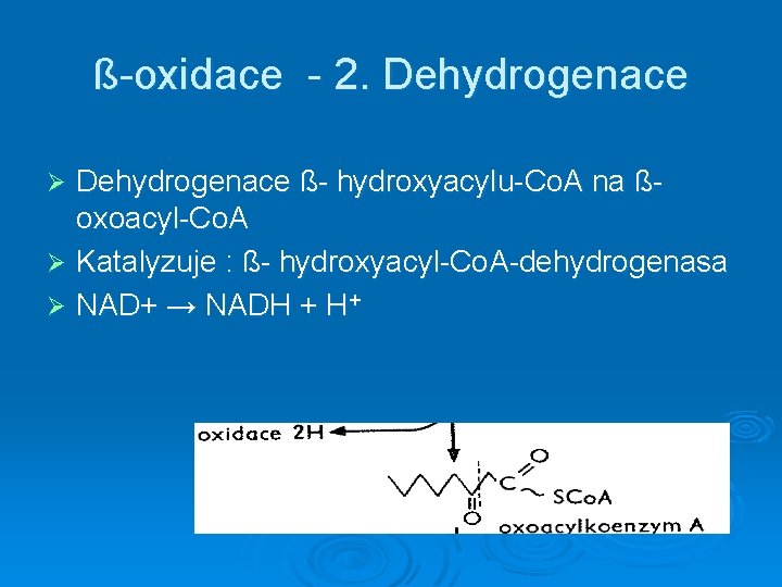 ß-oxidace - 2. Dehydrogenace ß- hydroxyacylu-Co. A na ßoxoacyl-Co. A Ø Katalyzuje : ß-