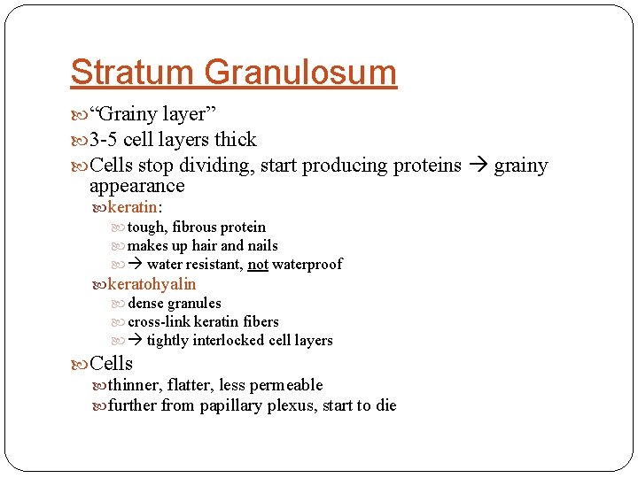 Stratum Granulosum “Grainy layer” 3 -5 cell layers thick Cells stop dividing, start producing