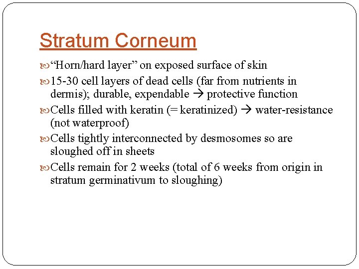 Stratum Corneum “Horn/hard layer” on exposed surface of skin 15 -30 cell layers of