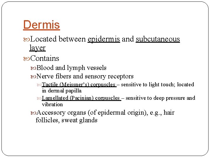 Dermis Located between epidermis and subcutaneous layer Contains Blood and lymph vessels Nerve fibers