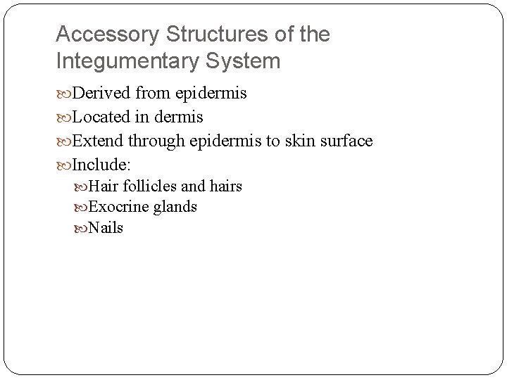 Accessory Structures of the Integumentary System Derived from epidermis Located in dermis Extend through