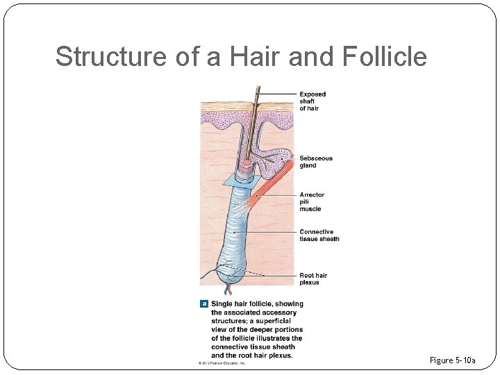 Structure of a Hair and Follicle Figure 5– 10 a 