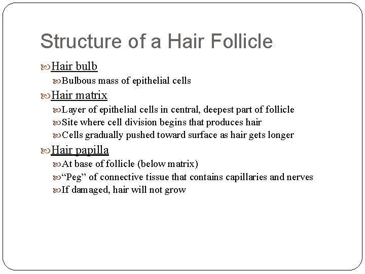 Structure of a Hair Follicle Hair bulb Bulbous mass of epithelial cells Hair matrix