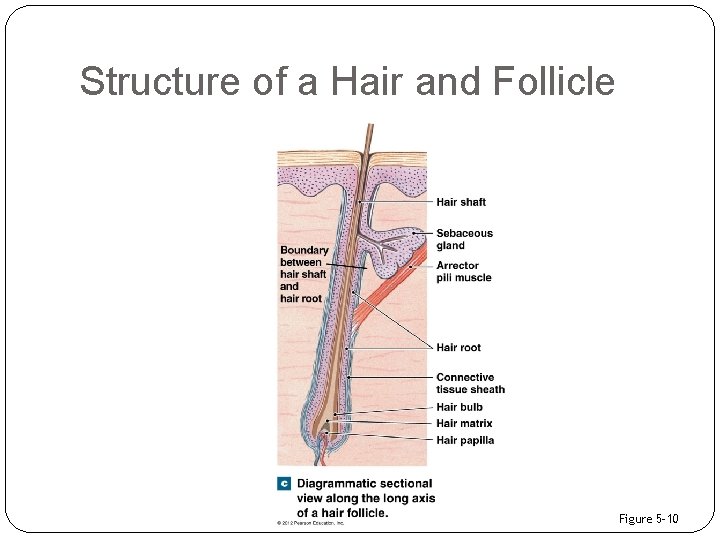 Structure of a Hair and Follicle Figure 5– 10 