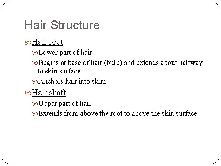 Hair Structure Hair root Lower part of hair Begins at base of hair (bulb)