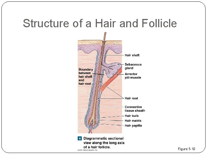 Structure of a Hair and Follicle Figure 5– 10 