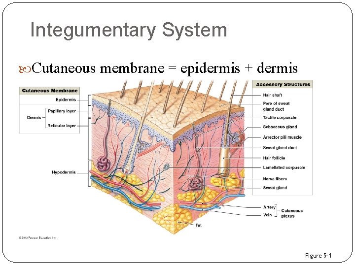 Integumentary System Cutaneous membrane = epidermis + dermis Figure 5– 1 