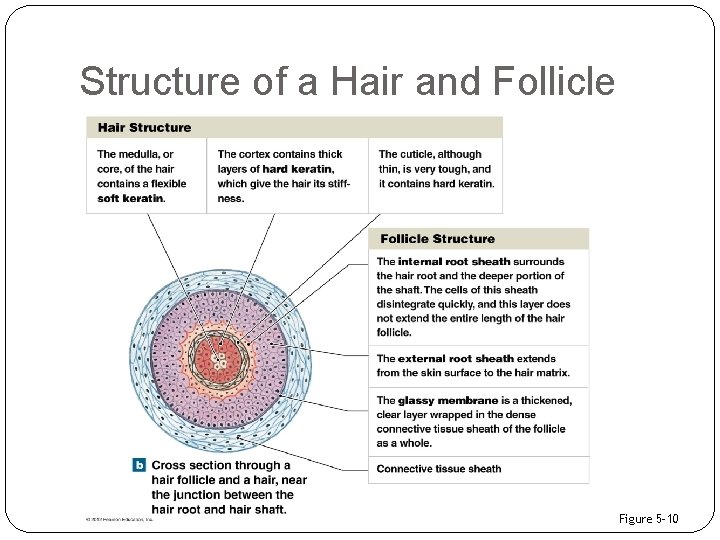Structure of a Hair and Follicle Figure 5– 10 