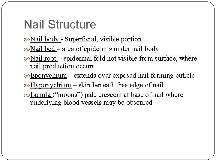 Nail Structure Nail body - Superficial, visible portion Nail bed – area of epidermis