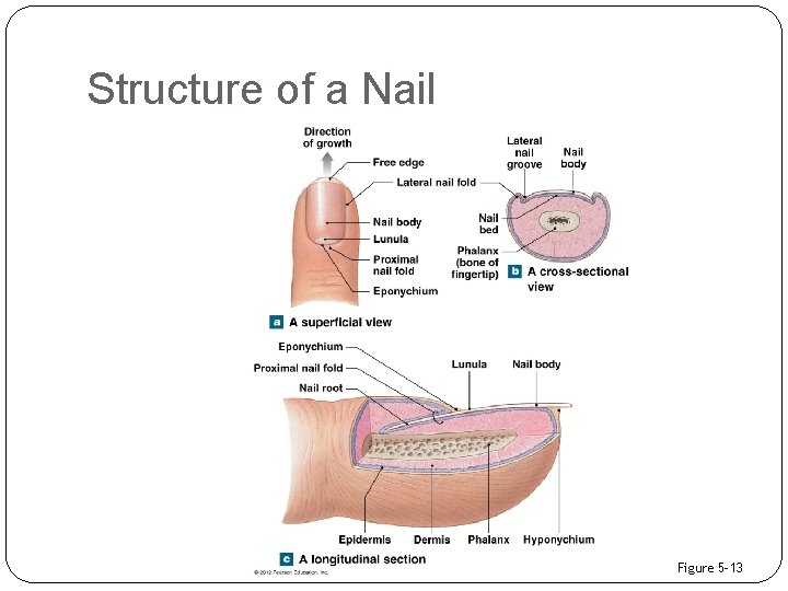 Structure of a Nail Figure 5– 13 