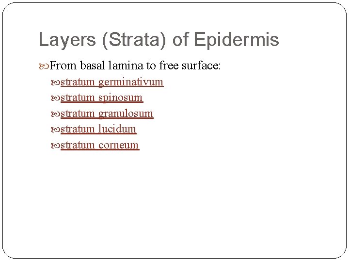 Layers (Strata) of Epidermis From basal lamina to free surface: stratum germinativum stratum spinosum