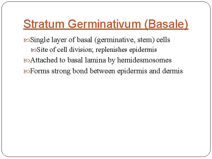 Stratum Germinativum (Basale) Single layer of basal (germinative, stem) cells Site of cell division;