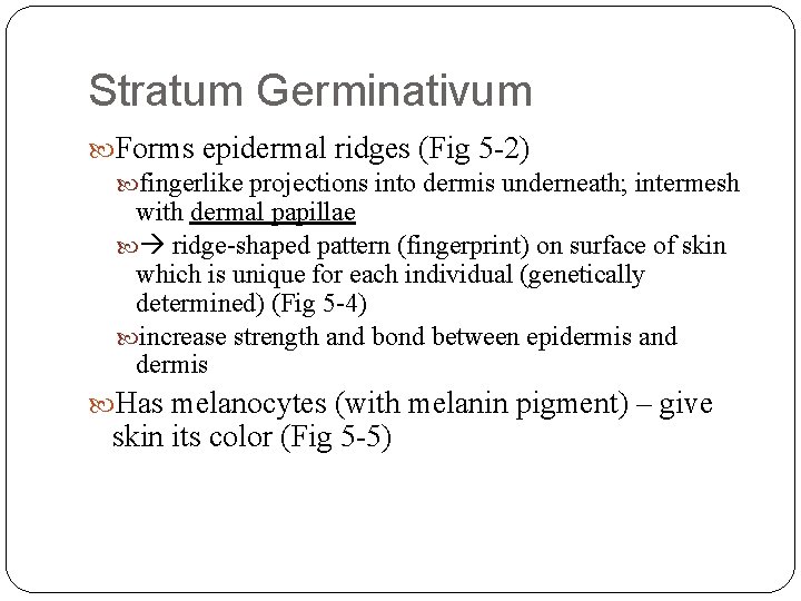 Stratum Germinativum Forms epidermal ridges (Fig 5 -2) fingerlike projections into dermis underneath; intermesh