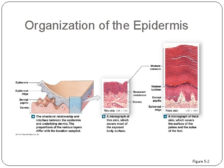Organization of the Epidermis Figure 5– 2 