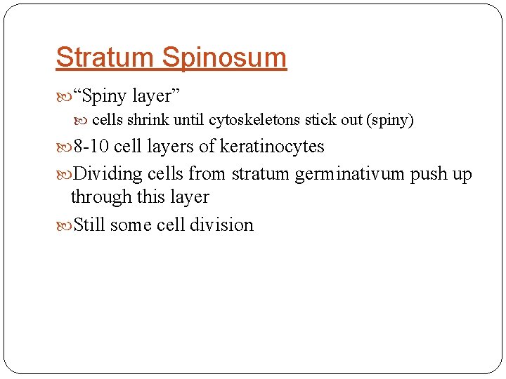 Stratum Spinosum “Spiny layer” cells shrink until cytoskeletons stick out (spiny) 8 -10 cell