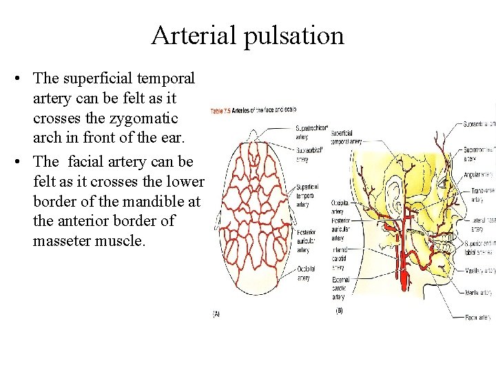 Arterial pulsation • The superficial temporal artery can be felt as it crosses the