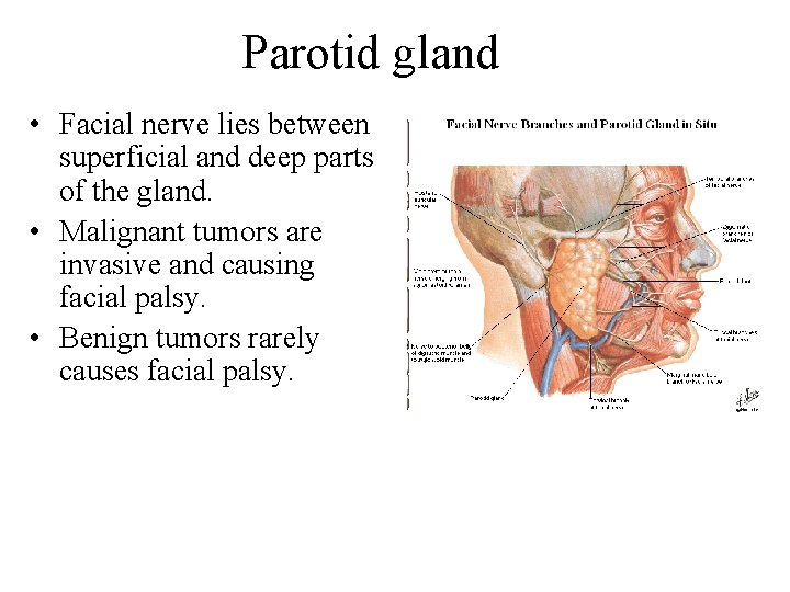 Parotid gland • Facial nerve lies between superficial and deep parts of the gland. Parotid gland • Facial nerve lies between superficial and deep parts of the gland.