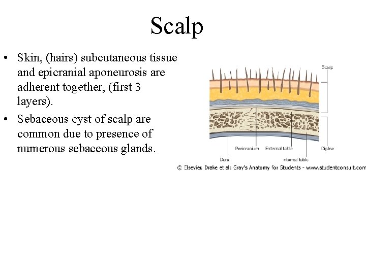 Scalp • Skin, (hairs) subcutaneous tissue and epicranial aponeurosis are adherent together, (first 3