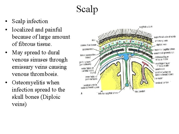 Scalp • Scalp infection • localized and painful because of large amount of fibrous