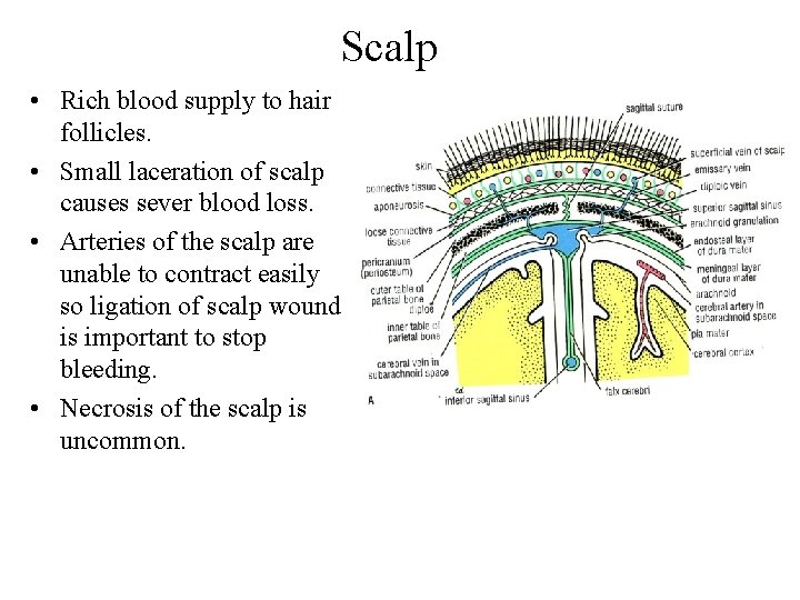 Scalp • Rich blood supply to hair follicles. • Small laceration of scalp causes