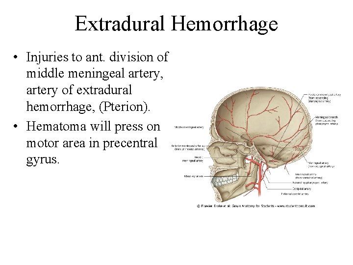 Extradural Hemorrhage • Injuries to ant. division of middle meningeal artery, artery of extradural