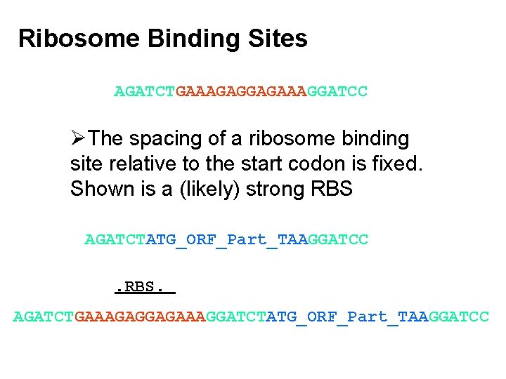 Ribosome Binding Sites AGATCTGAAAGAGGAGAAAGGATCC ØThe spacing of a ribosome binding site relative to the