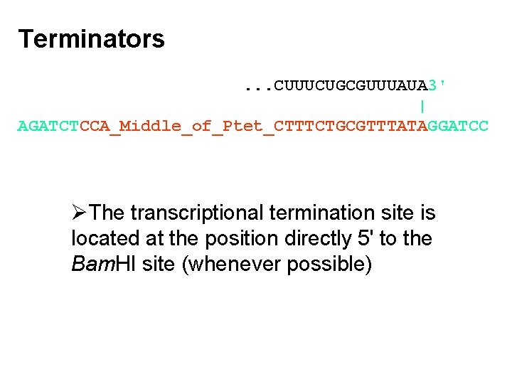 Terminators. . . CUUUCUGCGUUUAUA 3' | AGATCTCCA_Middle_of_Ptet_CTTTCTGCGTTTATAGGATCC ØThe transcriptional termination site is located at