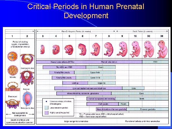 Critical Periods in Human Prenatal Development 