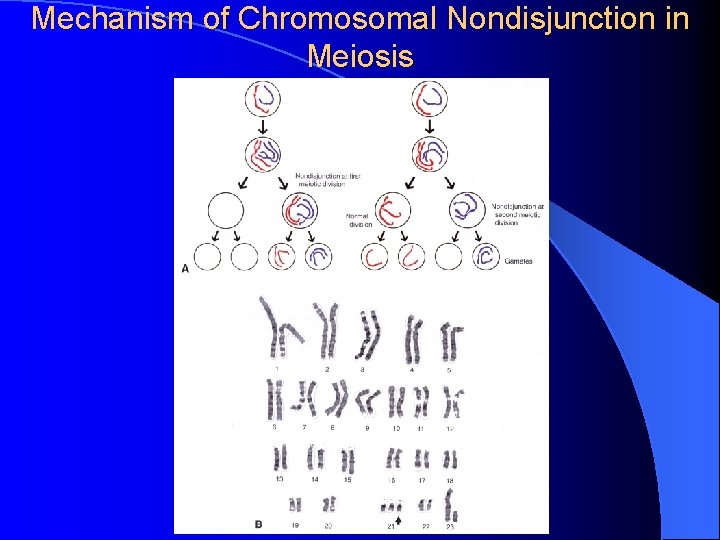 Mechanism of Chromosomal Nondisjunction in Meiosis 