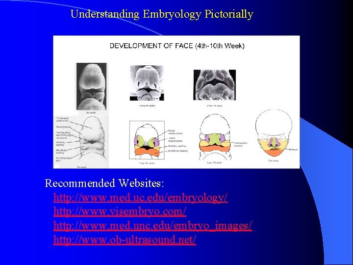 Understanding Embryology Pictorially Recommended Websites: http: //www. med. uc. edu/embryology/ http: //www. visembryo. com/